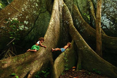 Deforestazione-tagliato-l’albero-più-vecchio-del-mondo-